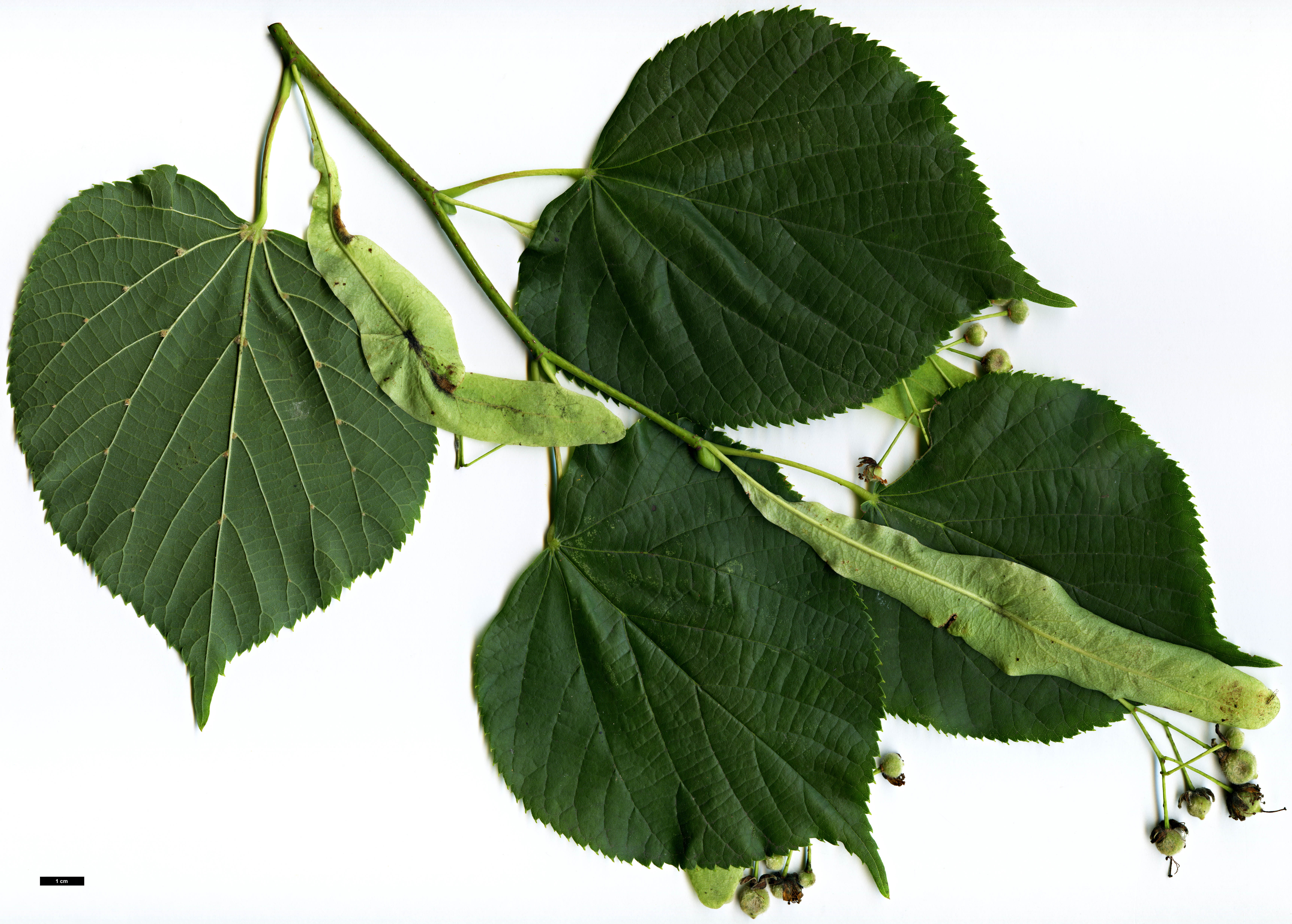 High resolution image: Family: Malvaceae - Genus: Tilia - Taxon: ×europaea - SpeciesSub: 'Pallida' (T.cordata × T.platyphyllos)